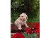 PoulaTo: Κουτάβια Labradoodle